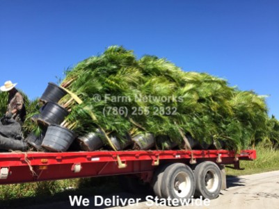 15 Gallon Areca Palm-Naples, FL