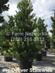15-Gallon-Podocarpus-Broward
