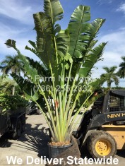 15 Gallon Traveler Palm