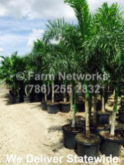 25 Gallon Foxtail Palm Trees