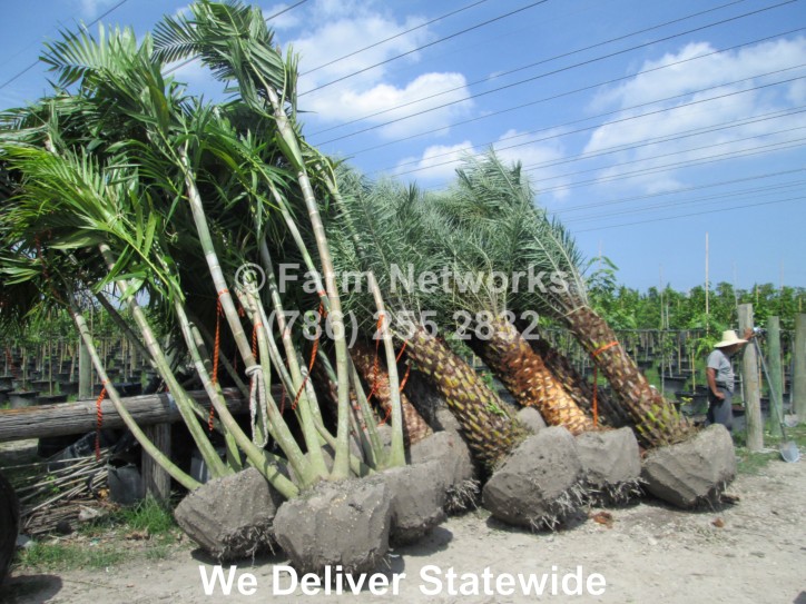 Alexander Palm, Wholesale Palms Miami