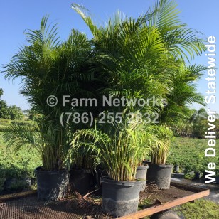Areca Palm for Sale-Broward