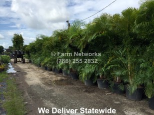 Areca Palm for Sale-Jupiter, FL