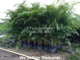 Areca Palm for Sale-Miami