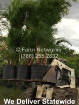 Areca Palm for Sale-Naples,FL