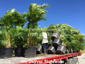 Areca Palm for Sale-Palm Beach