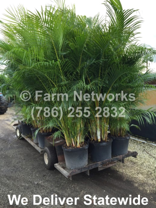 Areca Palm-Trees-Hollywood