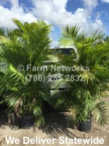 Areca Palm Trees-Prices-7 Gallon