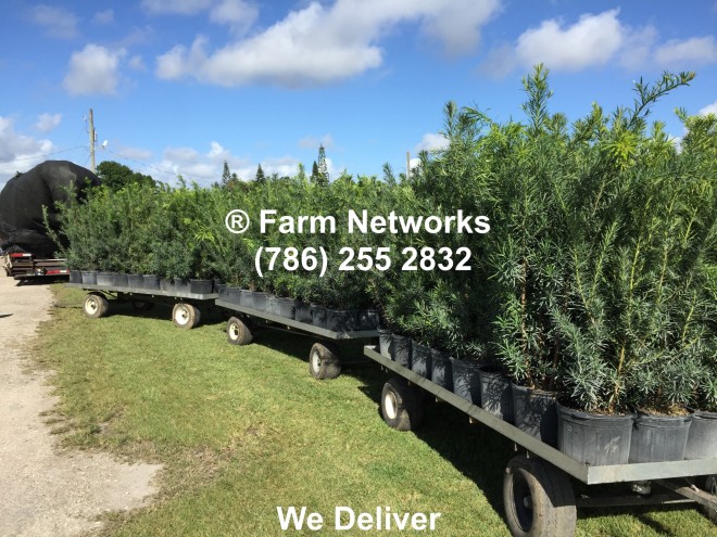 Florida Podocarpus Hedges