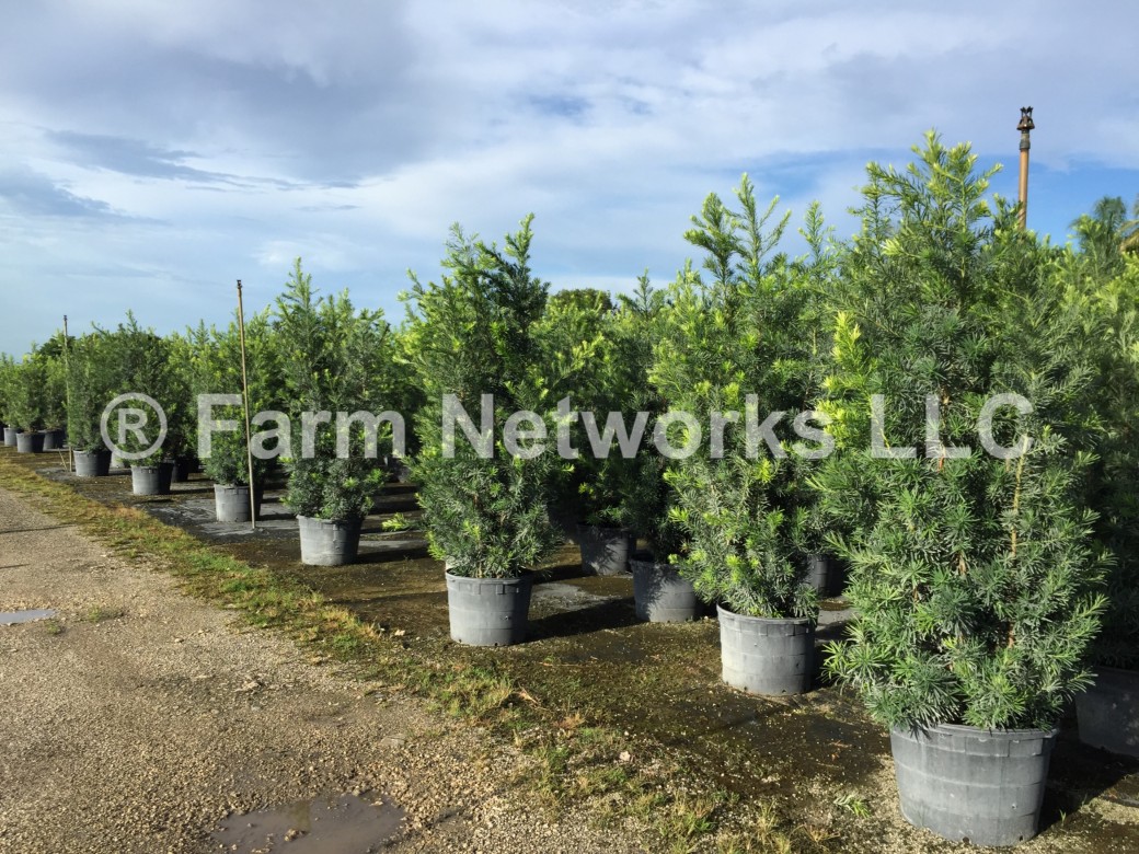 Podocarpus Hedge Plant 25 Gallon
